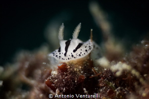 Phyllidiopsis xishaensis nudibranch. I used macro lens Ca... by Antonio Venturelli 